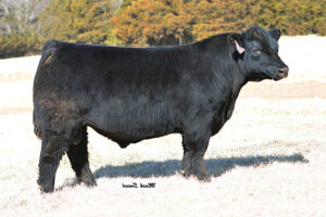 GCC DOUBLE GOOD 521A