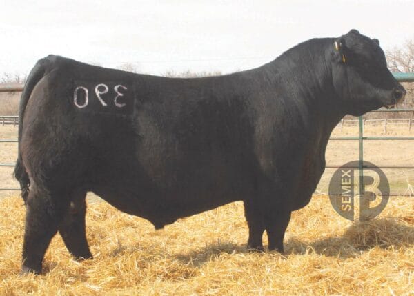 BROOKDALE BRUTUS 390
