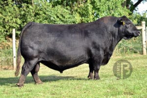 MUSGRAVE 316 COLOSSAL 137