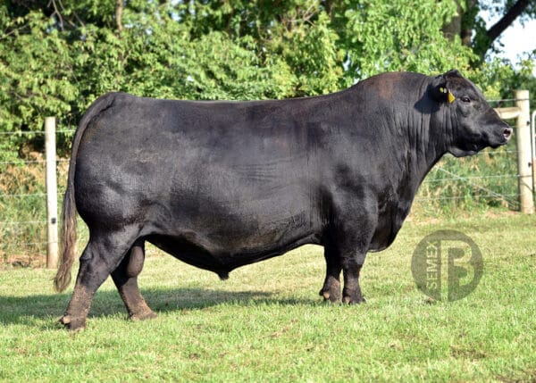 MUSGRAVE 316 COLOSSAL 137