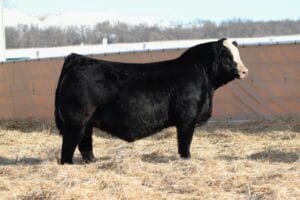 WHEATLAND DIMENSIONAL 1147J