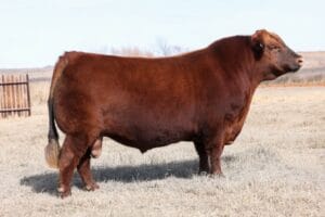 TLC JURASSIC PARK 126J