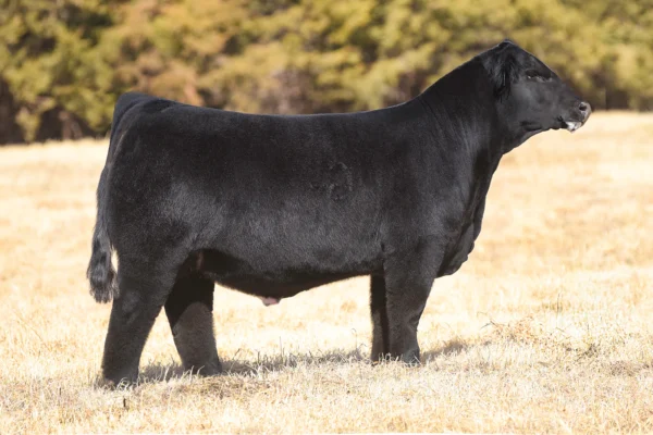 GCC NEW CALIFORNIA 131J