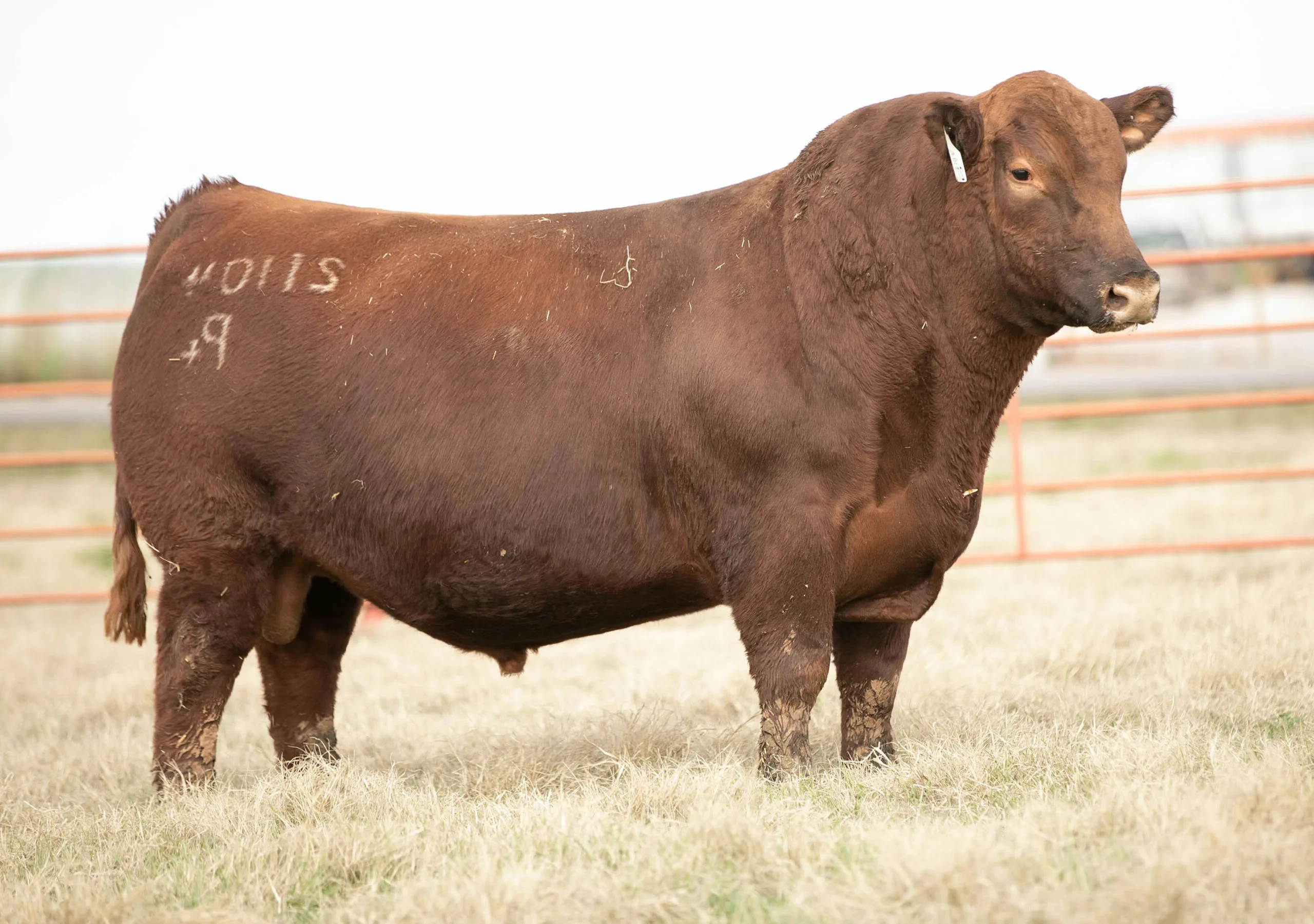 DUFF RED WARRIOR 21104