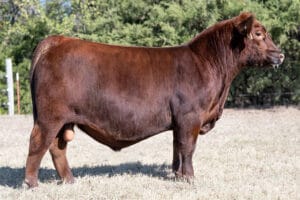 TGSC REVOLUTIONARY 150J