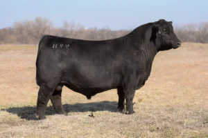 RIVERSTONE VEGAS 49H