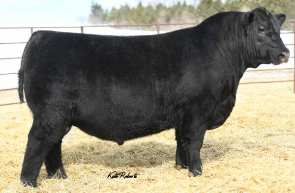 ELLINGSON BOLD