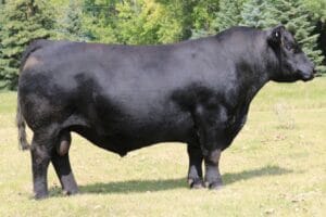 MCCUMBER TRIBUTE 702