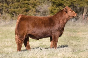 BOSS LAKE RED EYE 207K