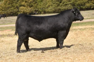 SCHIEFELBEIN UNREAL 242