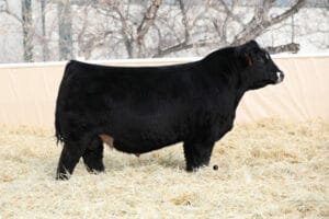 WHEATLAND STRONG N FREE 231K