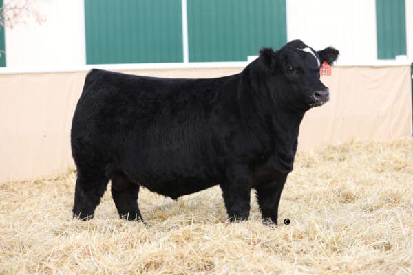 WHEATLAND STRONG N FREE 231K - Image 2