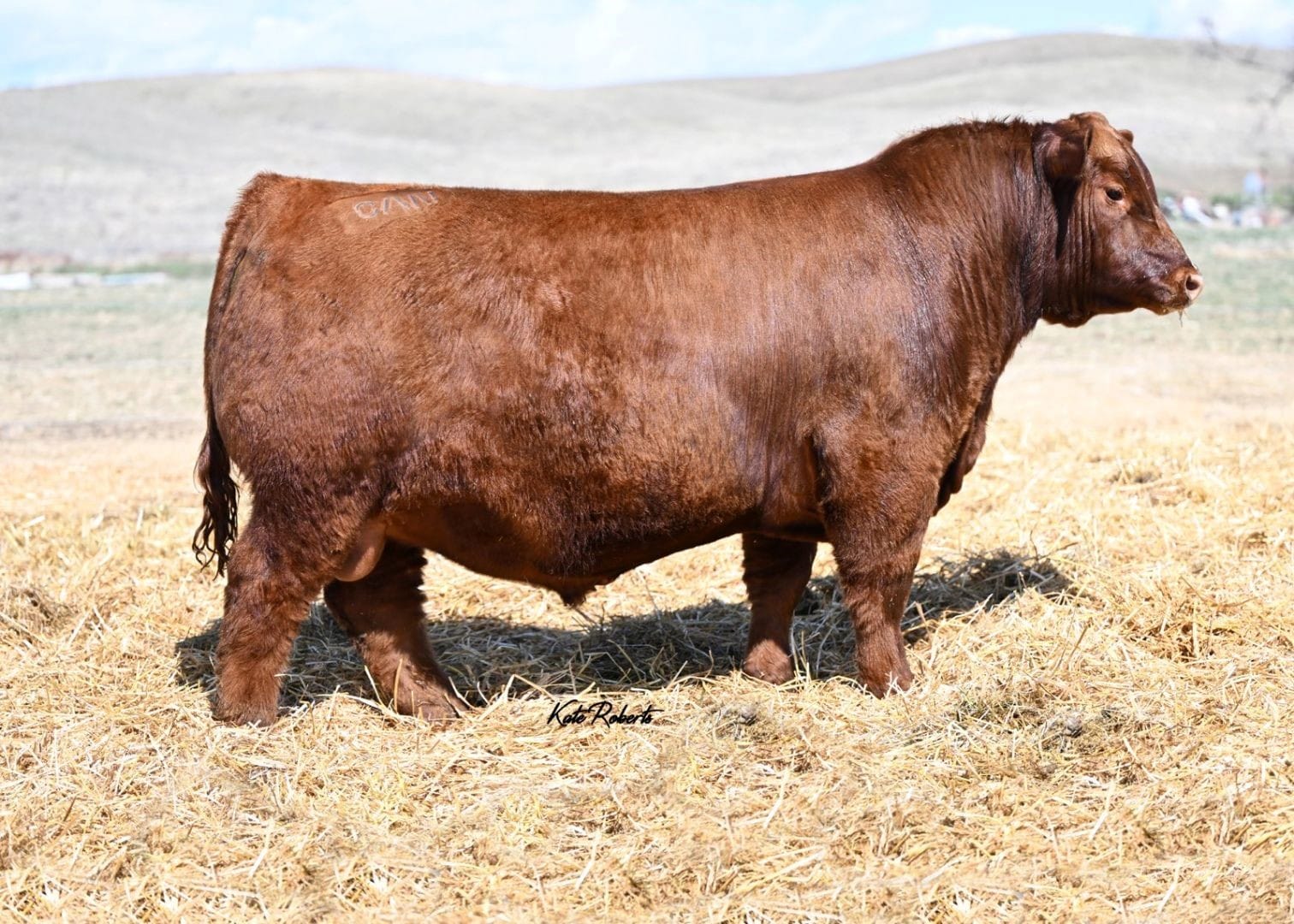 RED U2Q BOSS HOG 2161K Premium Beef