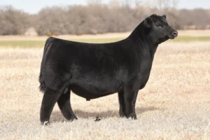 STAG FORTUNATE SON 233