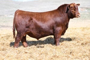 RED U2Q PLAYBOY 2197K