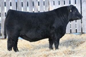 BAR-E-L CHIEF 81K