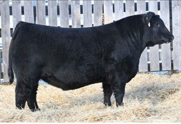 BAR-E-L CHIEF 81K