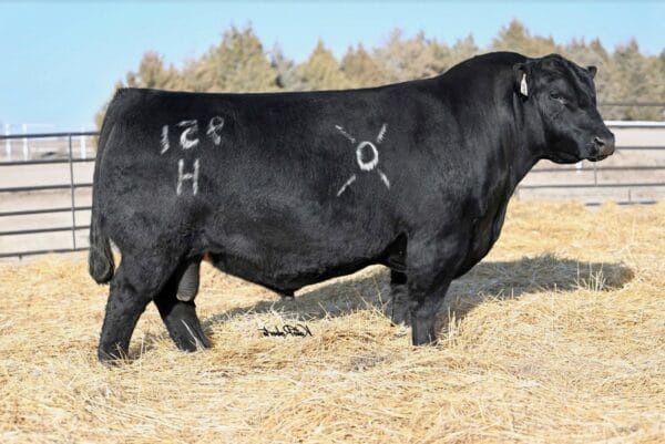 OCC HIGH CLASS 951H