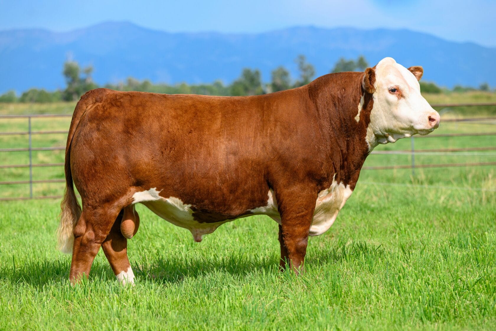 BIRDWELL NEW STANDARD 2912 ET Premium Beef