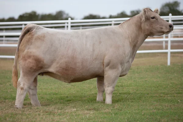 DONOR 301 - Full sister to Grand Dam Donor 210