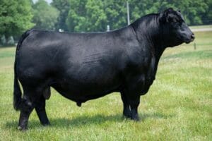 SELDOM REST NEXT MOVE 1133