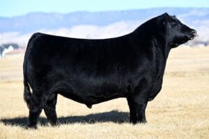 STELLPFLUG HIGHWAY 2016