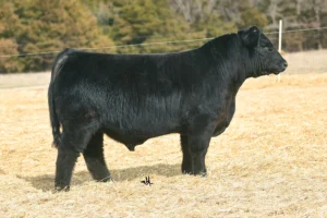 GCC SAFETY PLAN 2407K ET