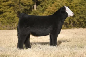 KMEM TURN IT UP 196K