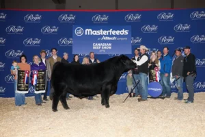 BUCHANAN'S BRUNO C656