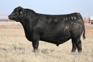 DUFF GUARANTEED 22199