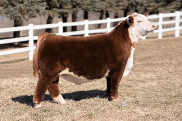 WALSH GENTRY 144