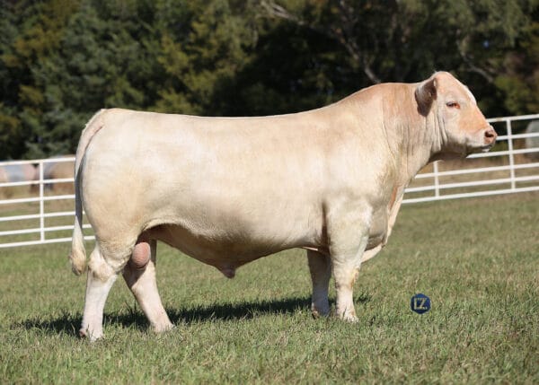 LT ATLAS 0251 PLD