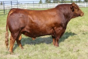 SVS RANCHER 42H