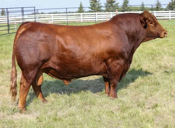 SVS RANCHER 42H