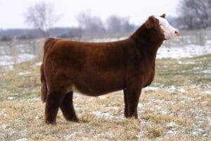 WALSH AGAINST THE ODDS