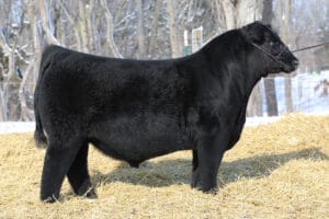 C-4 VANTAGE BLACK GOLD V306