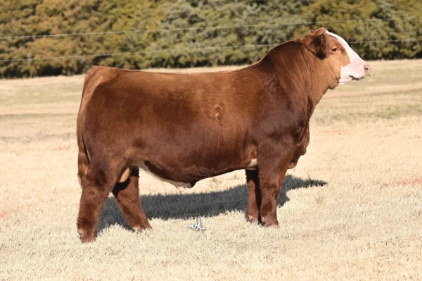 GCC FIREBALL K2111