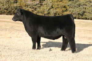 GCC MONEY MOVES 3420L ET