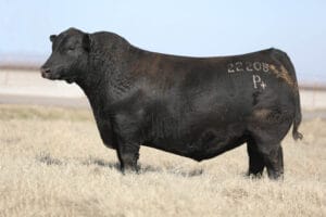 DUFF ECO BOOST 22208