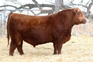 RED SIX MILE AUGUSTA 519K