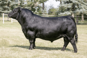 HF HI-COUNTRY 7L