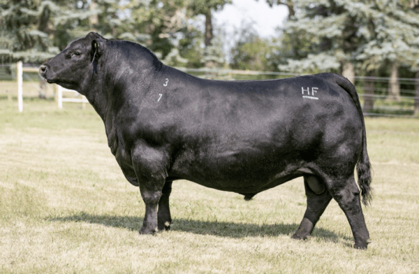 HF HI-COUNTRY 7L