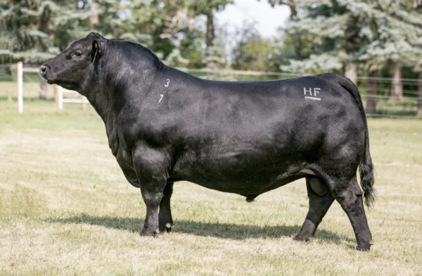 HF HI-COUNTRY 7L