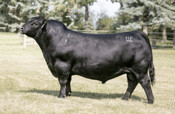 HF HI-COUNTRY 7L - Image 2