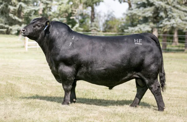 HF HI-COUNTRY 7L - Image 2