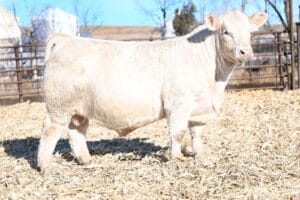 LT GLOBAL 3322 PLD ET