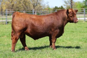 NIO STEEL PANTHER 3084