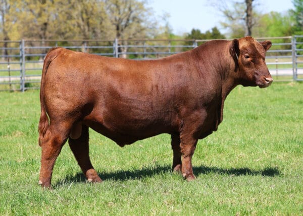 NIO STEEL PANTHER 3084