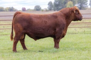 NIO STEEL PANTHER 3084