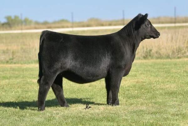 STAG Lawless 311 ET - Image 3